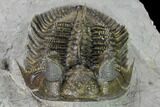 Tower-Eyed, Erbenochile Trilobite - Top Quality! #160888-6